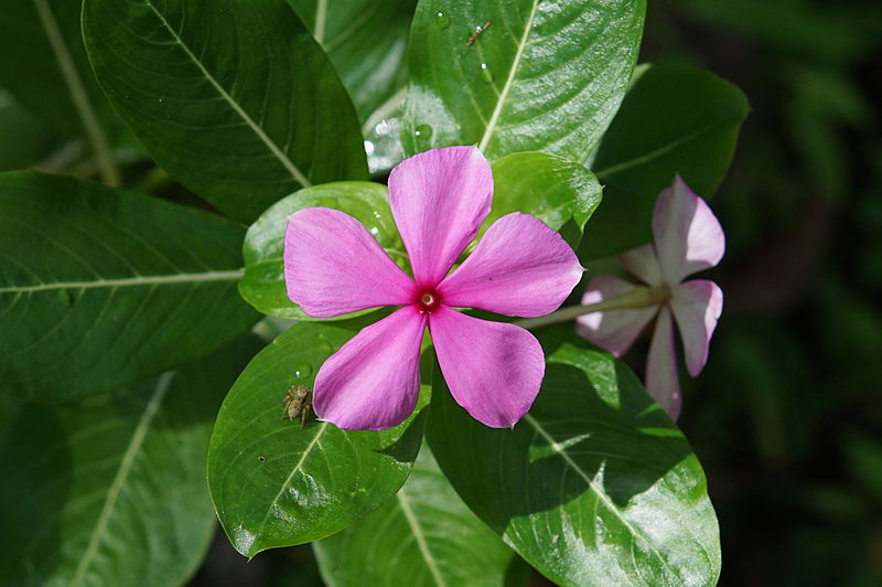 File:Catharanthus roseus 01498.JPG