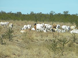 Крупный рогатый скот у Саванна Уэй - Panoramio.jpg