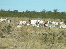 בקר ליד דרך סוואנה - panoramio.jpg