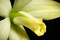 Cattleya kleberi Labellum