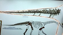 ichthyovenator skeleton