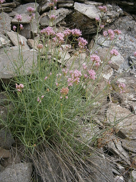 File:Centranthus angustifolius 001.JPG