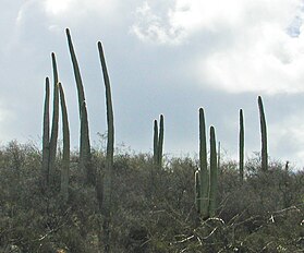 Visoki nerazgranati kolumnasti kaktus (rod Cephalocereus)