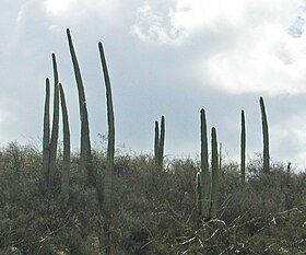 Cephalocereus columna-trajani rev.jpg