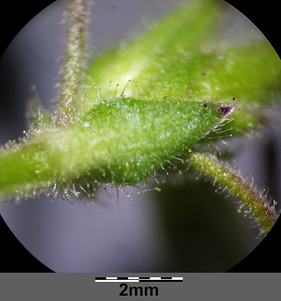 File:Cerastium pumilum s. str. sl8.jpg