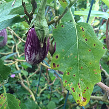 Little Leaf of Brinjal