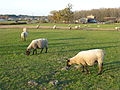 Moutons et brebis.