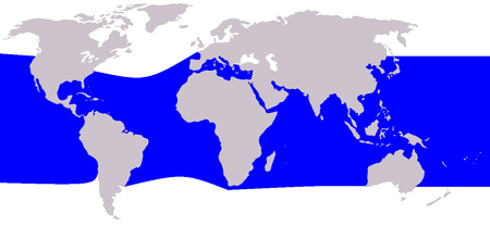 Tập_tin:Cetacea_range_map_Rough-toothed_Dolphin.PNG