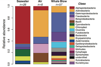 Relativní množství bakteriálních tříd ze vzorků velryb, vzduchu a mořské vody. [102]
