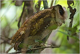 Ceylon Bay Owl2 Abhilash Arjunan.jpg