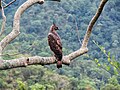 * Nomination Hawk-eagle along Bhavani river bank, Coimbatore Forest Division. By User:Ajtjohnsingh --PJeganathan 14:07, 21 June 2017 (UTC). Nice picture. But could you please add the scientific (latin) name of the species (Nisaetus cirrhatus) to the file description? A geotag (localisation) would also be appreciated. --Cayambe 19:56, 21 June 2017 (UTC)  Done Thanks Cayambe added the latin name in the description and asked for renaming the file as well. Not very sure about the exact location hence not geotagging it. - PJeganathan 14:45, 23 June 2017 (UTC) * Promotion Ok for QI --Cayambe 15:24, 23 June 2017 (UTC)