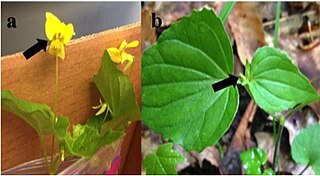 <span class="mw-page-title-main">Cleistogamy</span> Self-pollination of non-opening flowers