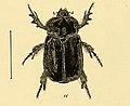 Miniatura para Pericoptus punctatus