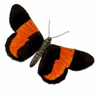 <i>Chiasmia goldiei</i> Species of moth