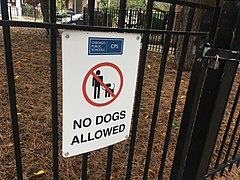 dog=no