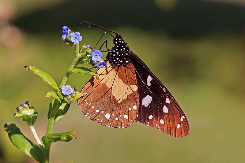 File:Chief (Amauris echeria) underside.jpg