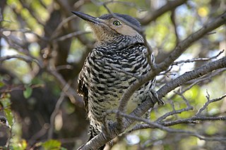 <span class="mw-page-title-main">Chilean flicker</span> Species of woodpecker