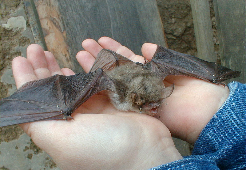 File:Chiroptera 03.jpg