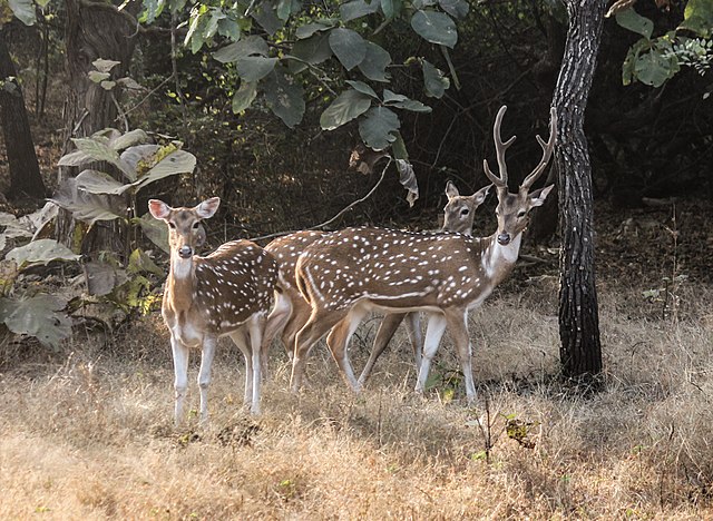 File:Chital_in_Gir_Forest_National_Park.jpg