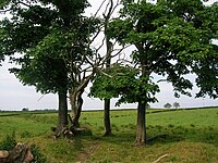 Detail of the site of the old cholera pit below South Barr farm, known locally as the 'Dead mans planting' Cholera pit site, Barrmill.JPG