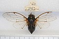 Cicadatra persica (Kirkaldy, 1909) - 5017486614.jpg