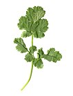 Cilantro leaf.jpg