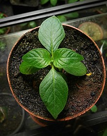 Cinchona pubescens seedling.jpg