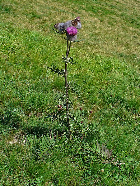 File:Cirsium eriophorum 01.JPG