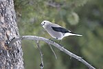 Thumbnail for File:Clark's nutcracker (30915738301).jpg