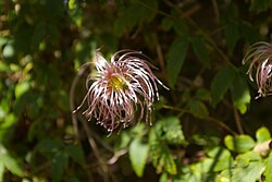 Clematis Macropetala.jpg