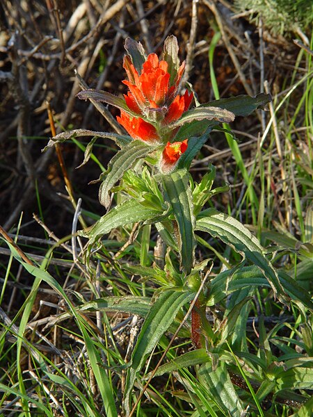 File:Coast paintbrush (Castilleja affinis).jpg