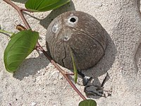 Coconut shell showing the 'two eyes and mouth' of the eel. Coconut shell on beach, Samoa.JPG