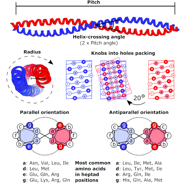 File:Coiled coil structure.gif