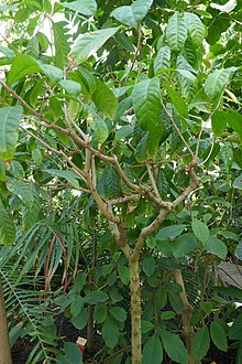 Cola attiensis-Jardin botanique Meise (5).jpg