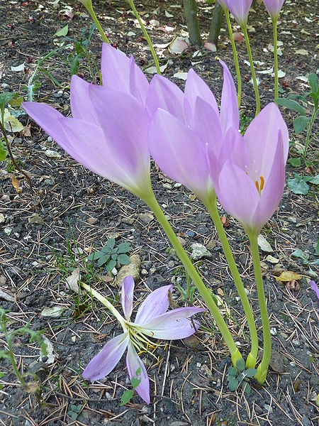 File:Colchicum "Dandaels" (Colchicaceae) (plant).JPG