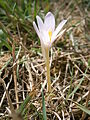 Colchicum alpinum