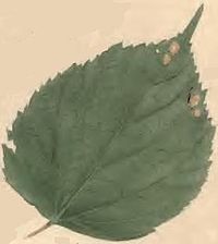 Mined Tilia leaf with attached larva-case Coleophora ledi mined Tilia leaf with attached larva-case.JPG