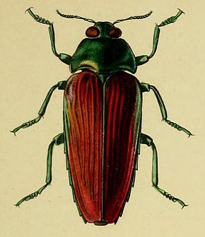 Descrierea imaginii Colobogaster desmarestii.JPG.