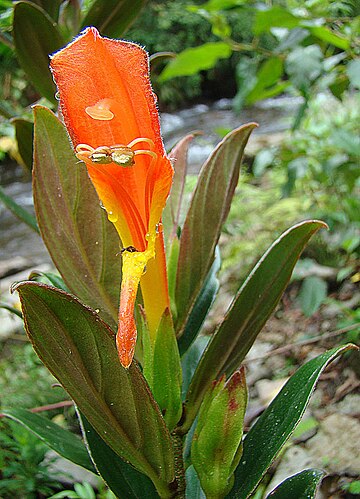 Columnea lepidocaula