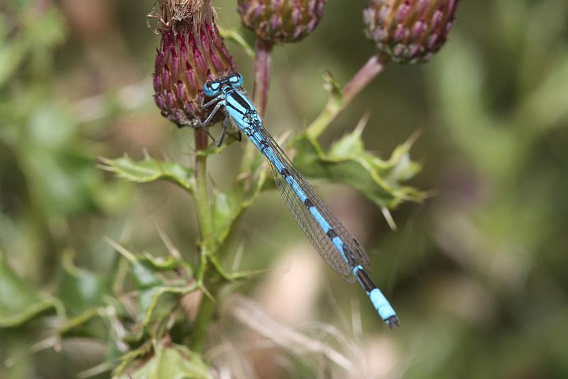 File:Common Blue Damselfly (4894279035).jpg