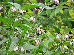 File:Common Comfrey (2560599891).jpg