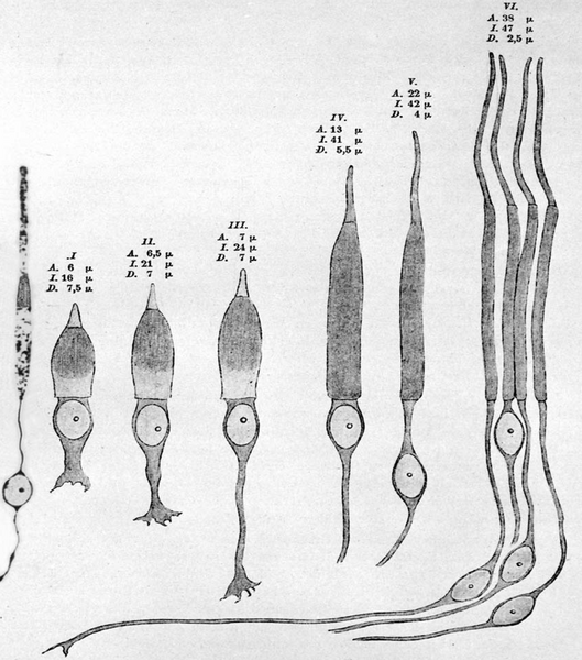 File:Cones in human retina after Greeff.png