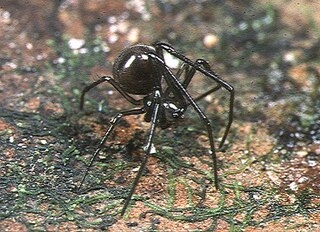 <i>Conculus</i> Genus of spiders