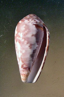 Conus achatinus