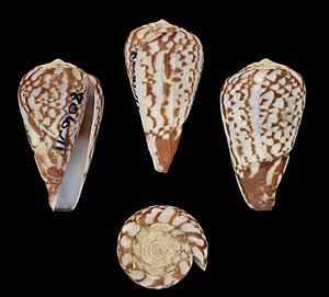 Conus alexandrinus 001.jpg