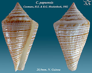 <i>Conus papuensis</i> species of mollusc