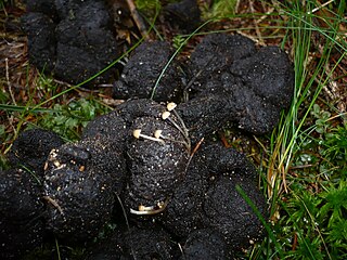 <i>Tulosesus pellucidus</i> Species of fungus