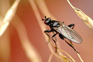 Sphaeroceridae Family of insects