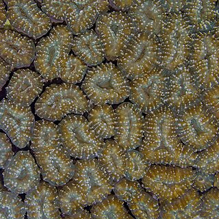 <i>Lobophyllia corymbosa</i> Species of coral