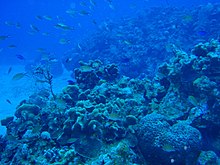 Coral Reef Community Coral Reef, Belize.jpg